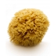 Natural Mediterranean Sea Sponge, 15 cm