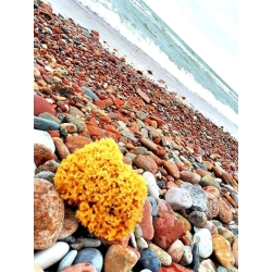 Natural Mediterranean Sea Sponge, 15 cm