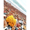 Natural Mediterranean Sea Sponge, 15 cm