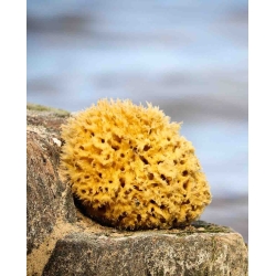 Natural Mediterranean Sea Sponge, 10 cm