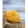 Natural Mediterranean Sea Sponge, 10 cm