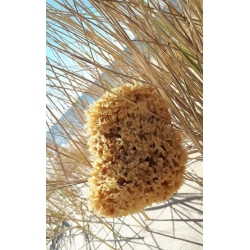 Natural Mediterranean Sea Sponge, 17 cm